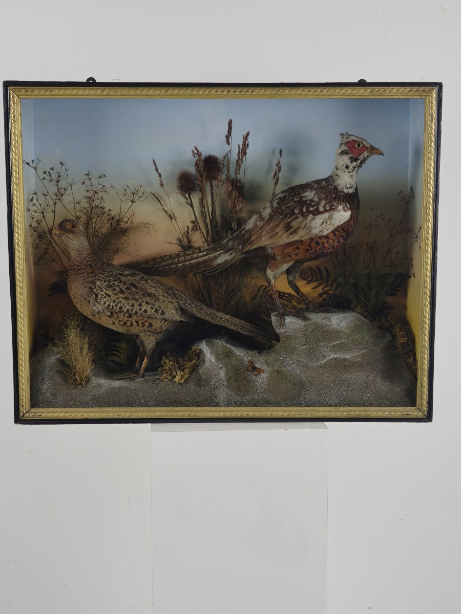 Taxidermy In A Glass Case, 19th Century, By James Hutchings - Two Pheasants On A Decorative Background-photo-8