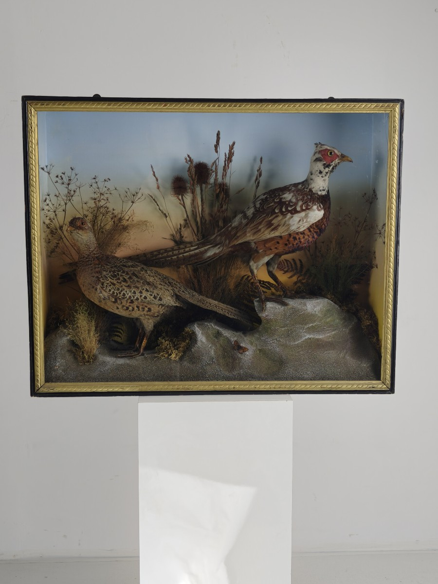 Taxidermy In A Glass Case, 19th Century, By James Hutchings - Two Pheasants On A Decorative Background