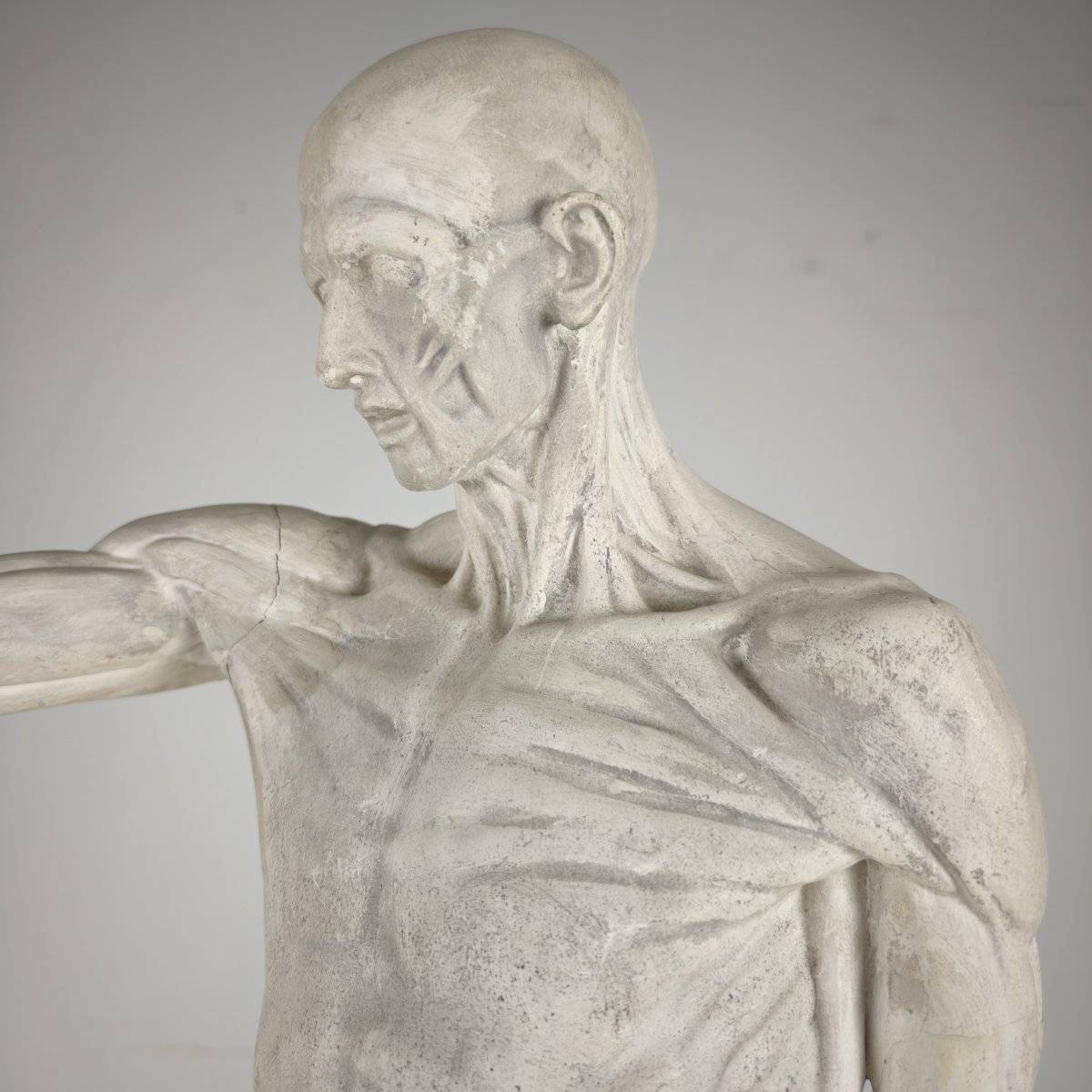Anatomical Skeleton Model – Plaster Sculpture-photo-2