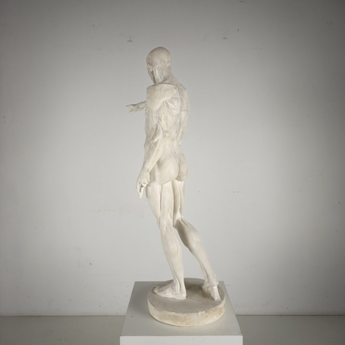 Anatomical Skeleton Model – Plaster Sculpture-photo-1