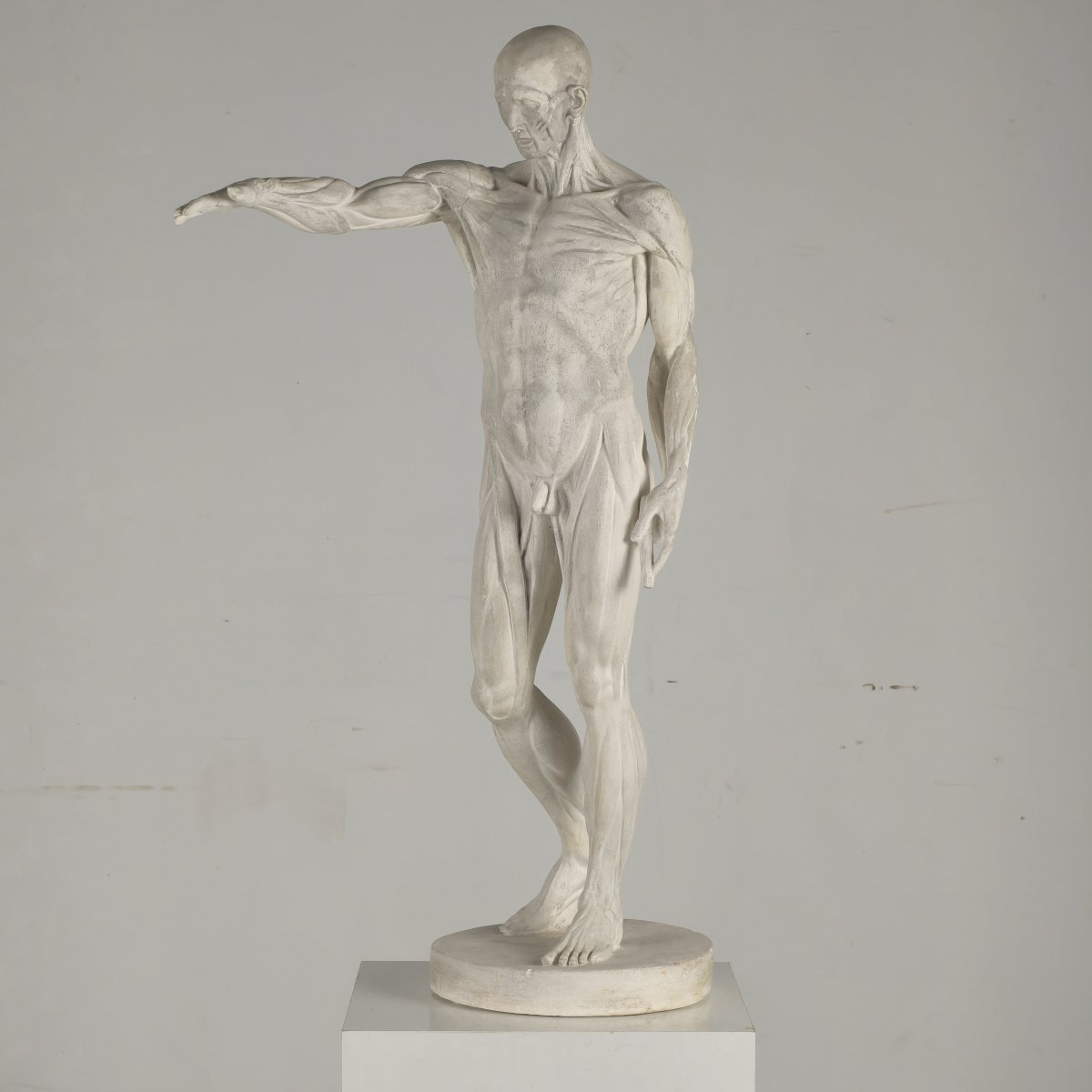 Anatomical Skeleton Model – Plaster Sculpture-photo-3