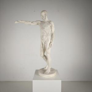 Anatomical Skeleton Model – Plaster Sculpture