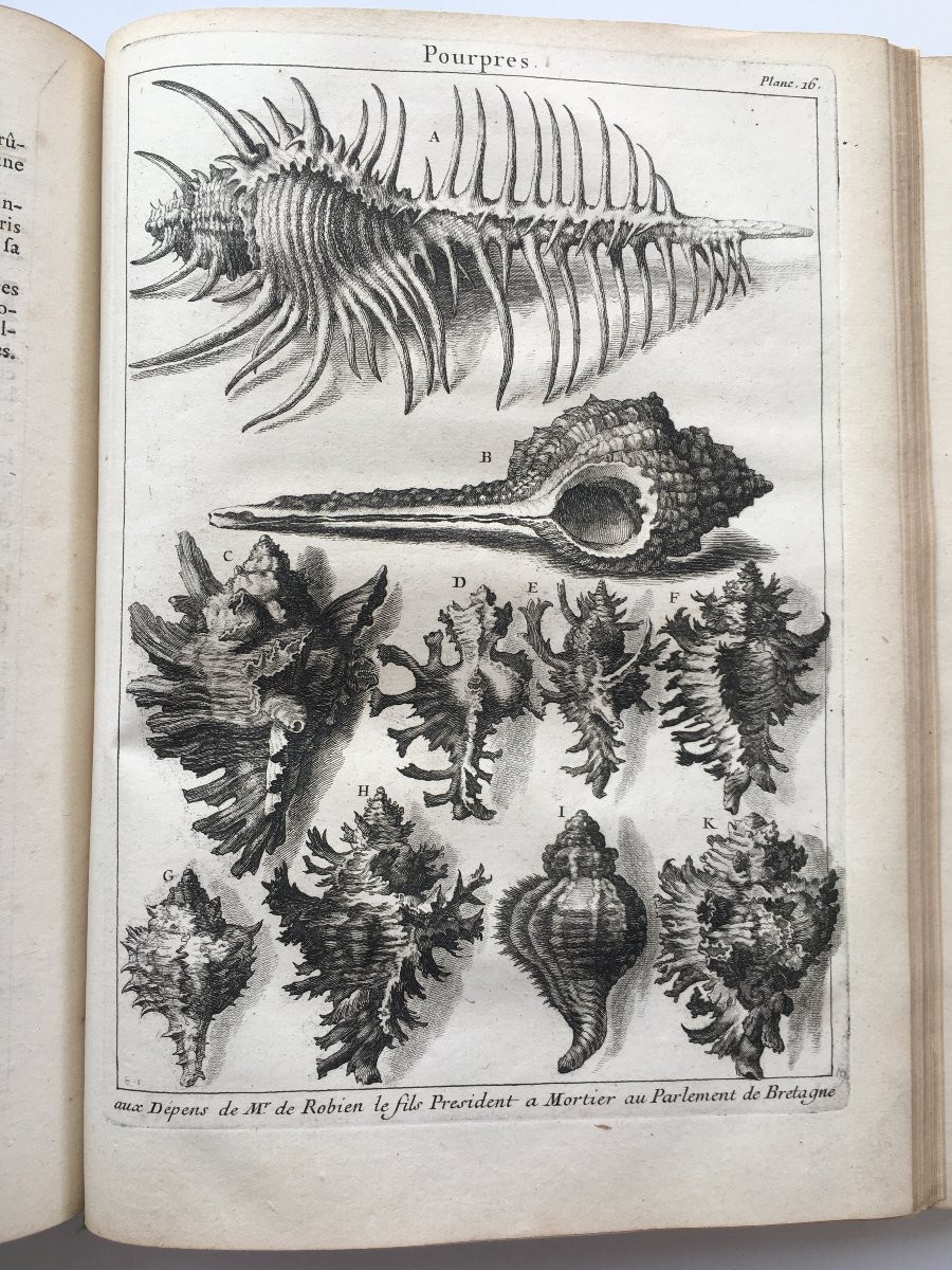 Book By Antoine Joseph Dézallier d'Argenville: Conchyliology, 2nd Edition Of 1757-photo-7