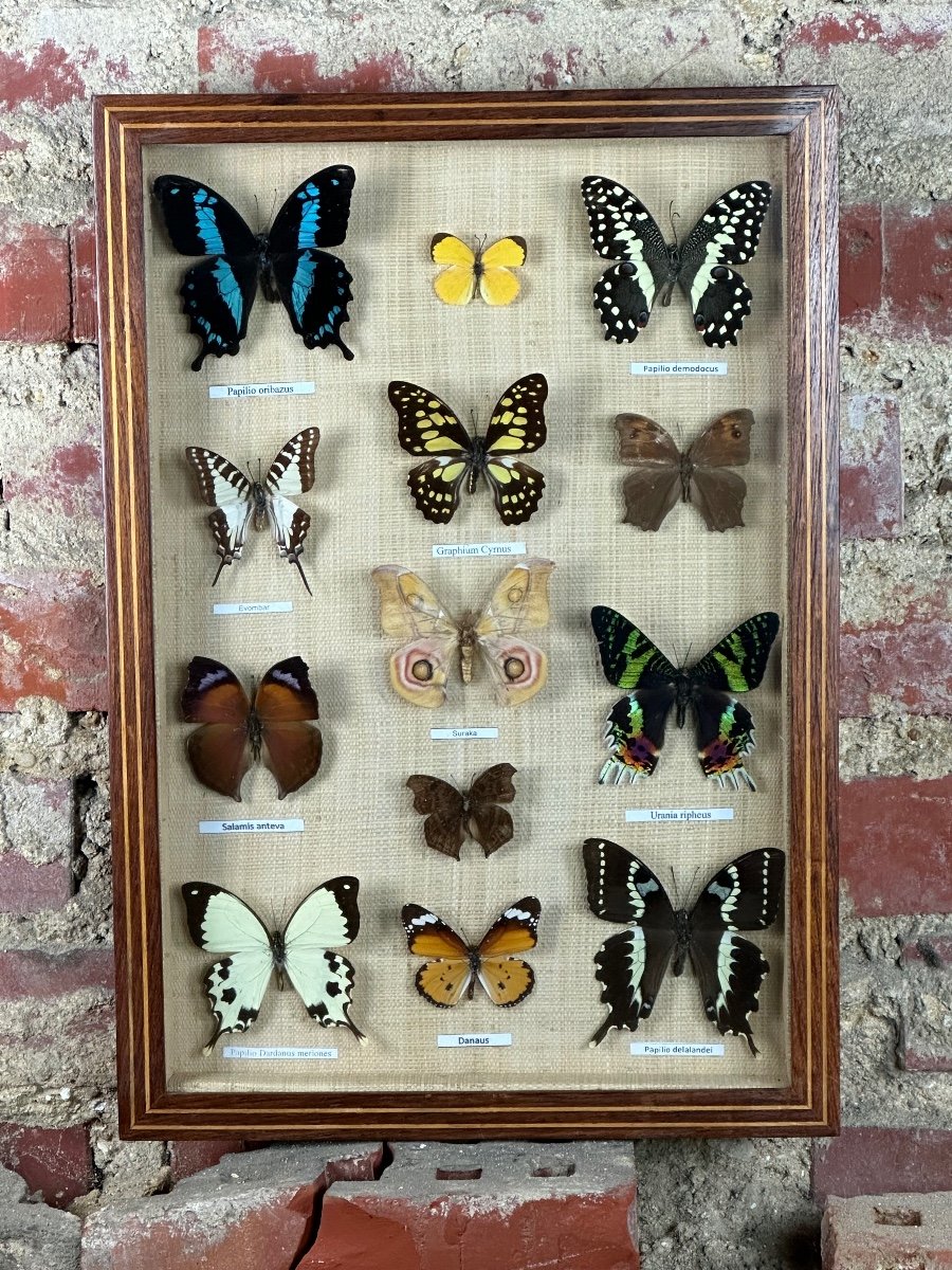 Old Entomological Frame Butterflies 13 Species