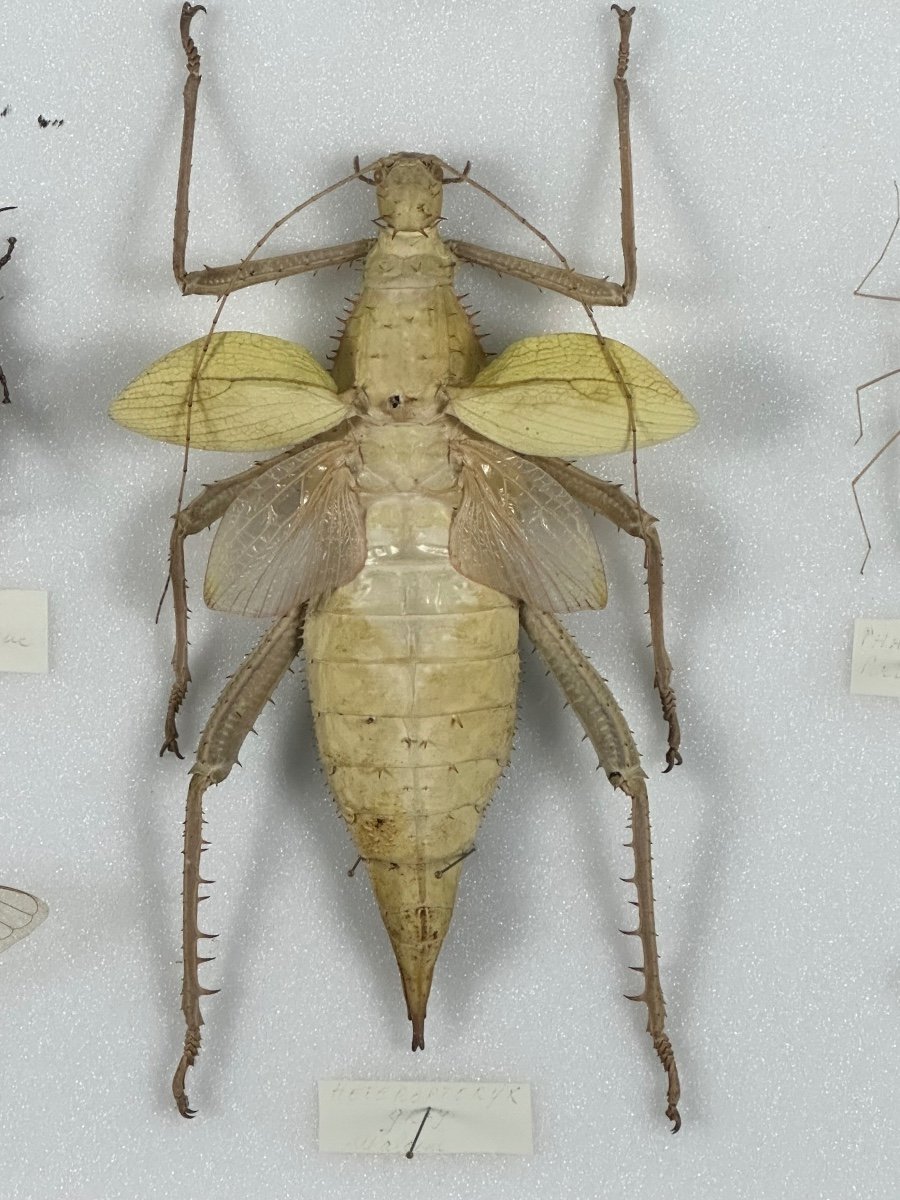 Cadre Ancien Entomologique Insectes 13 Espèces-photo-2