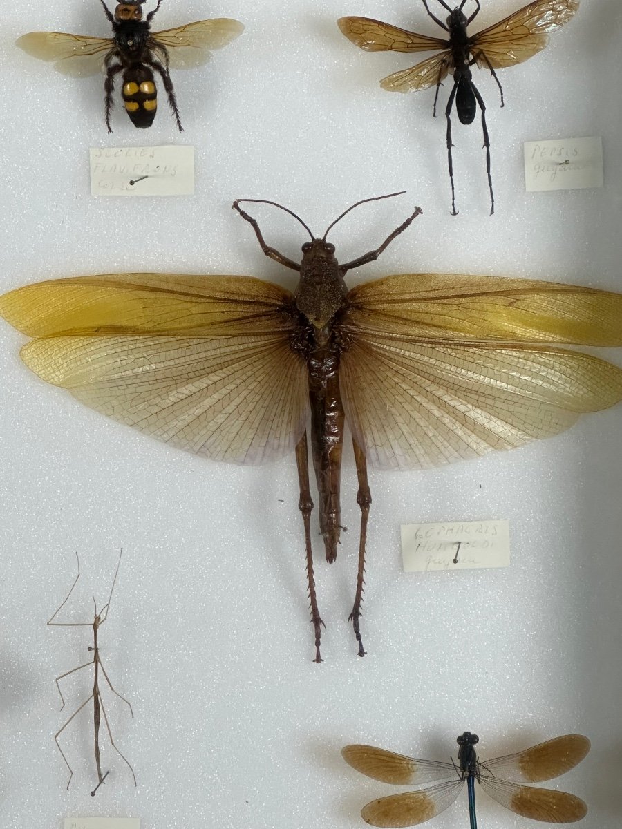 Cadre Ancien Entomologique Insectes 13 Espèces-photo-3