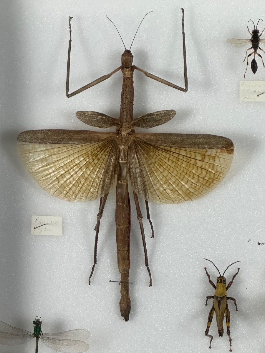 Cadre Ancien Entomologique Insectes 13 Espèces-photo-4