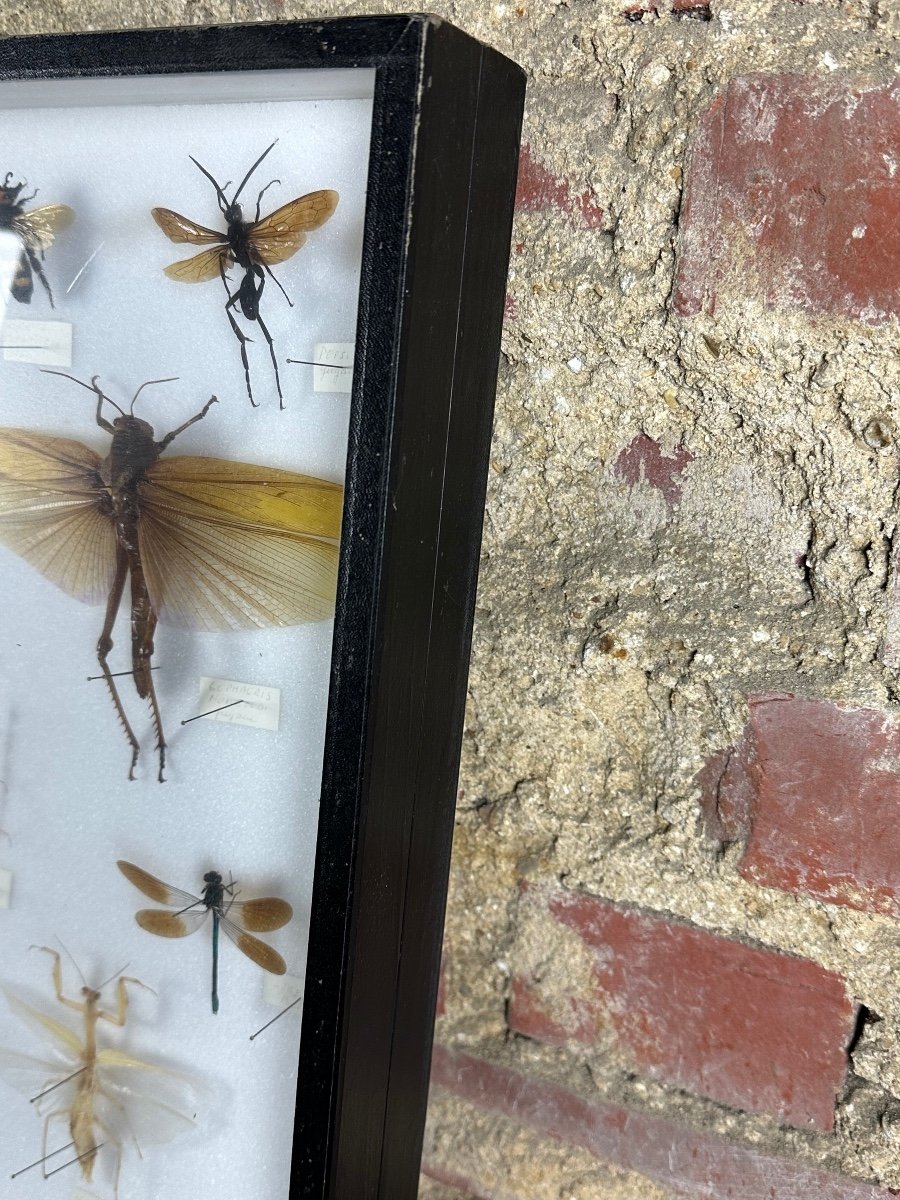 Cadre Ancien Entomologique Insectes 13 Espèces-photo-3