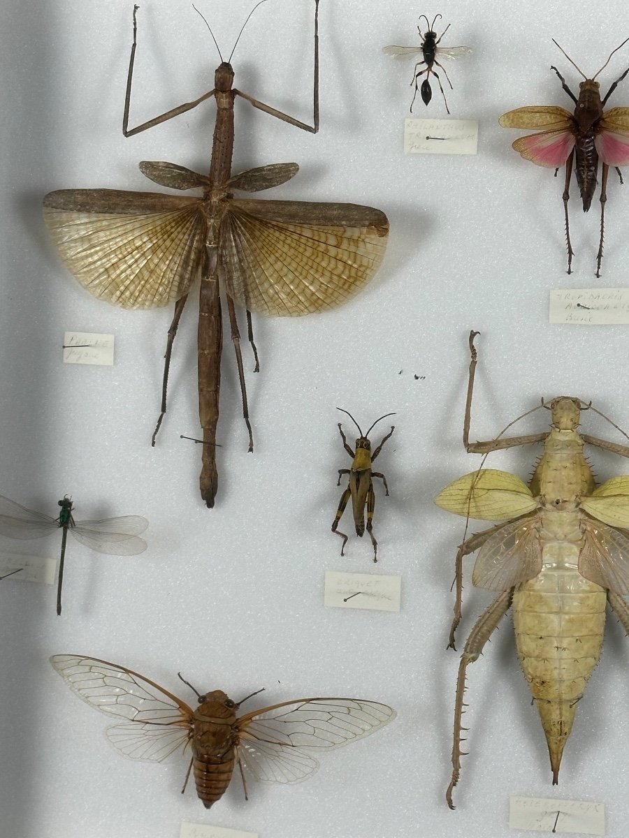 Cadre Ancien Entomologique Insectes 13 Espèces-photo-5