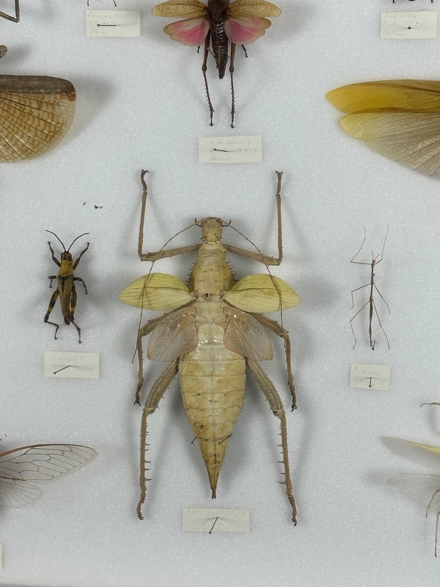 Cadre Ancien Entomologique Insectes 13 Espèces-photo-6