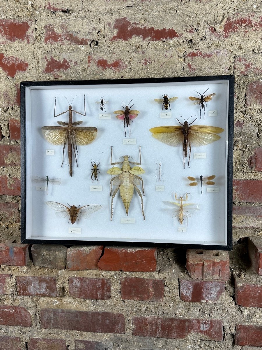 Cadre Ancien Entomologique Insectes 13 Espèces-photo-7