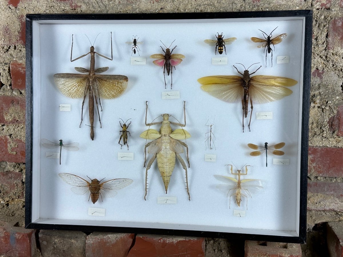 Cadre Ancien Entomologique Insectes 13 Espèces