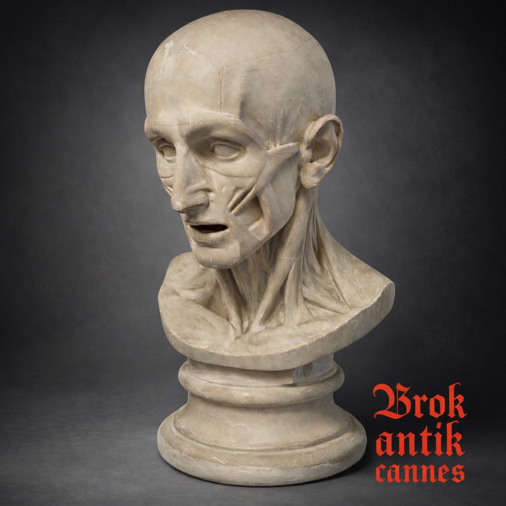 Buste écorché - Plâtre - Houdon - France - XIX ème 