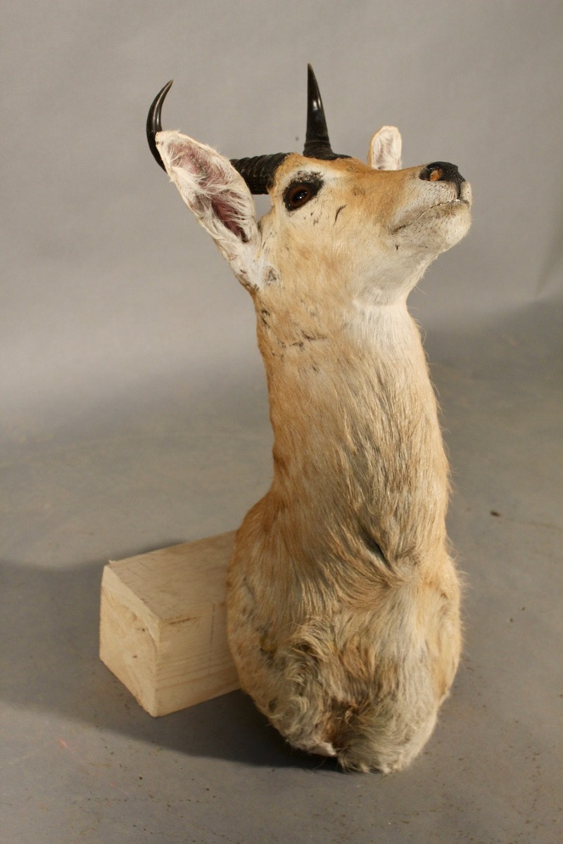 Taxidermie de Redunca, grand cobe des roseaux-photo-3