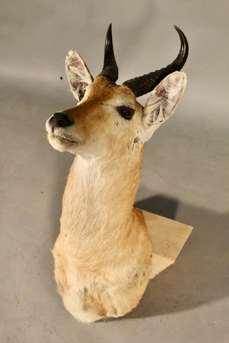 Taxidermie de Redunca, grand cobe des roseaux-photo-4