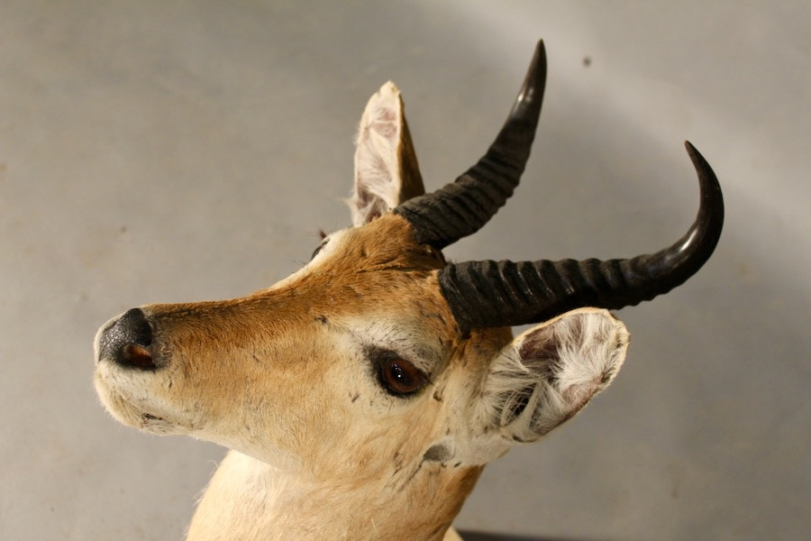 Taxidermie de Redunca, grand cobe des roseaux-photo-1