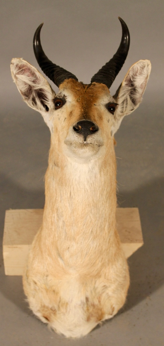 Taxidermie de Redunca, grand cobe des roseaux