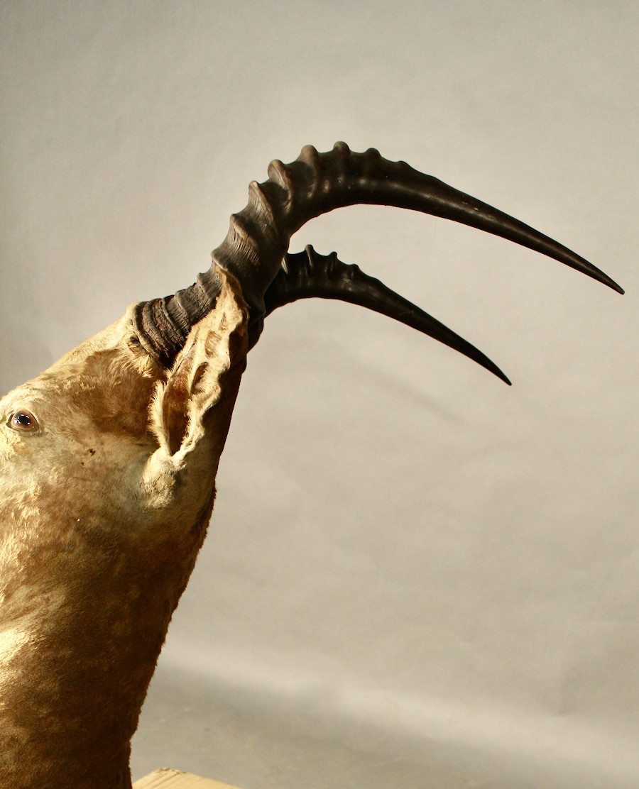 Taxidermie de Bubal, trophée de chasse -photo-1