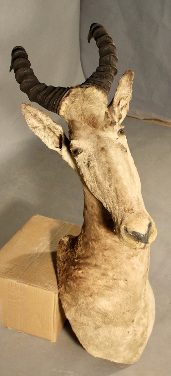 Taxidermie de Bubal, trophée de chasse 