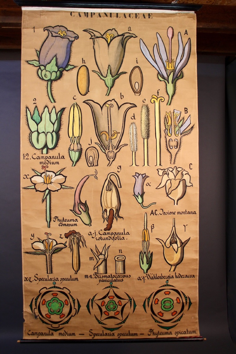Educational Poster, Botanical Chart Of Campanulaceae-photo-4