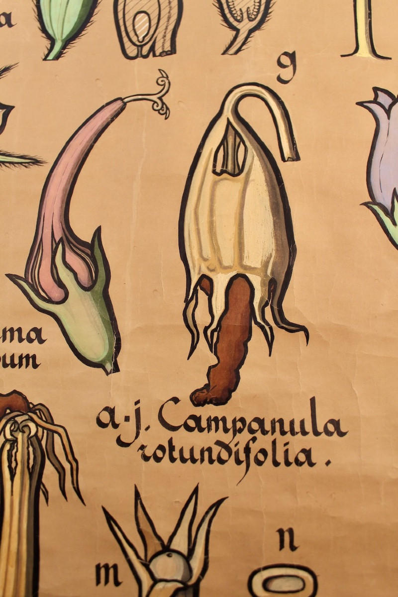 Educational Poster, Botanical Chart Of Campanulaceae-photo-1