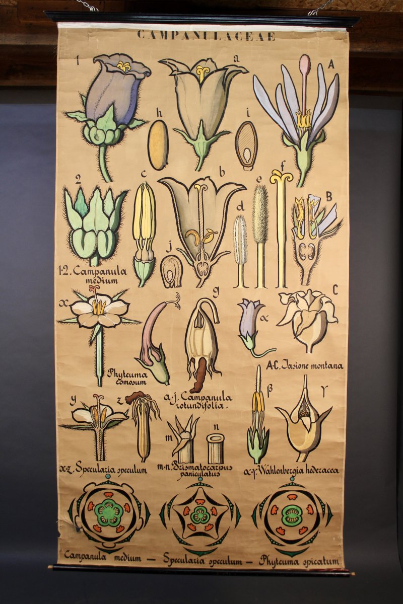 Affiche Tableau Botanique Campanulaceae-photo-2