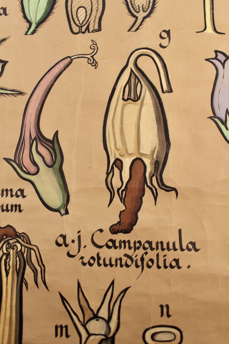 Campanulaceae Botanical Table Poster-photo-3