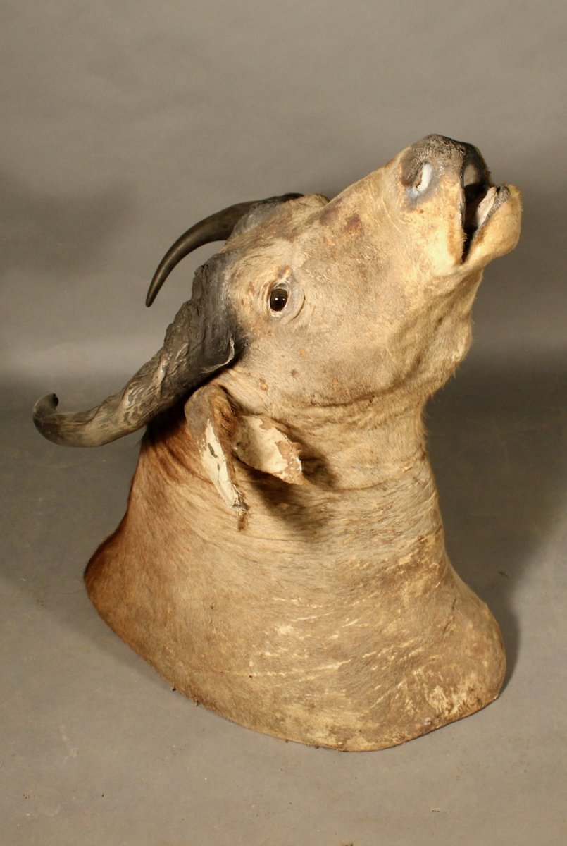 Taxidermie De Buffle-photo-2