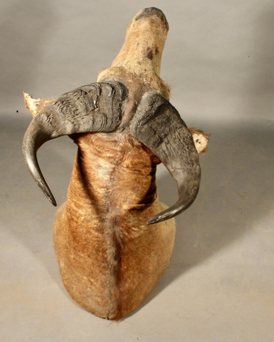 Taxidermie De Buffle-photo-3