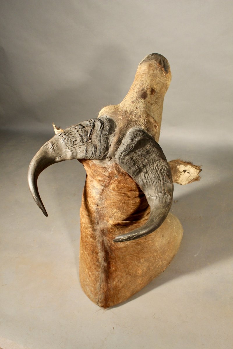 Taxidermie De Buffle-photo-4