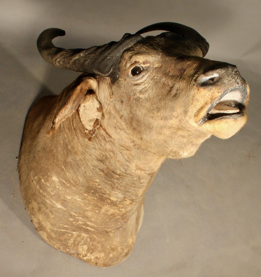 Buffalo Taxidermy