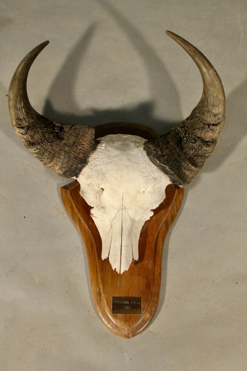 African Buffalo Massacre Burkina Faso