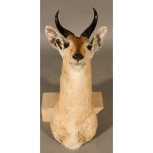 Taxidermie de Redunca, grand cobe des roseaux