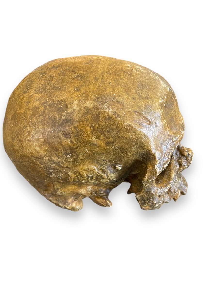 Life Size Skull Vanity Theater Decor-photo-3