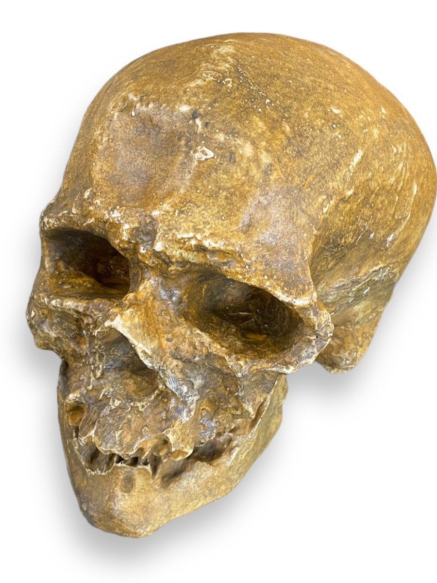 Life Size Skull Vanity Theater Decor-photo-7