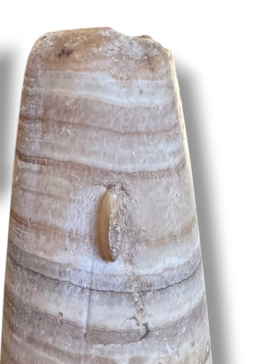 Large Alabastron With Two Tenons Ptolemanic Period-photo-1