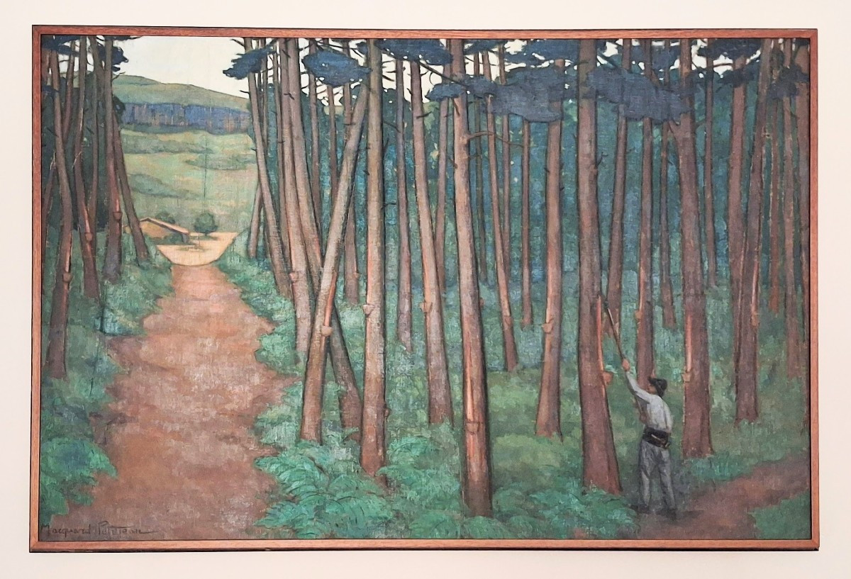 Forêt d'Arcachon