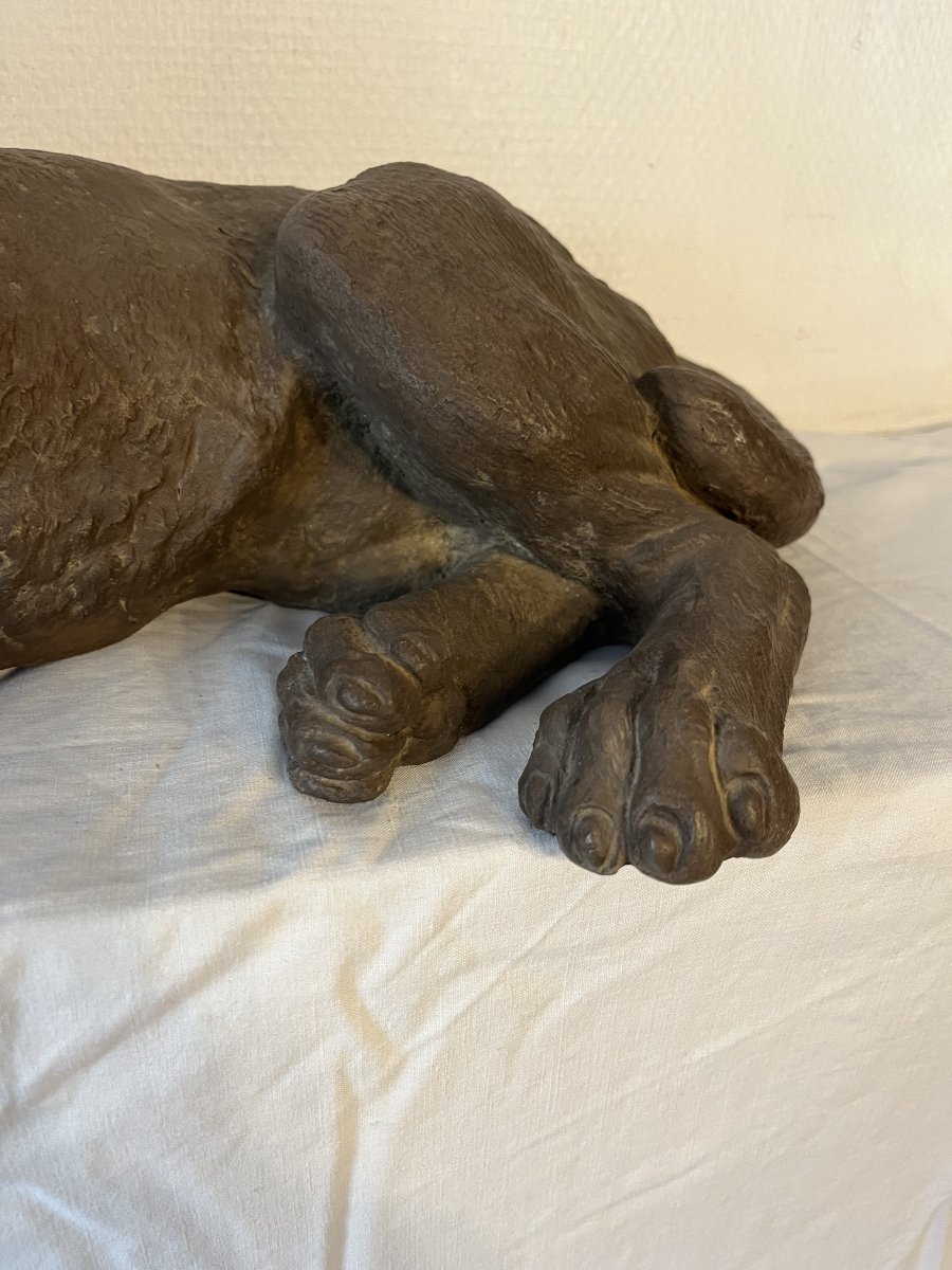 CHIEN ALLONGE-photo-1