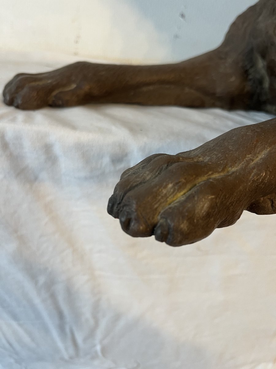 CHIEN ALLONGE-photo-2