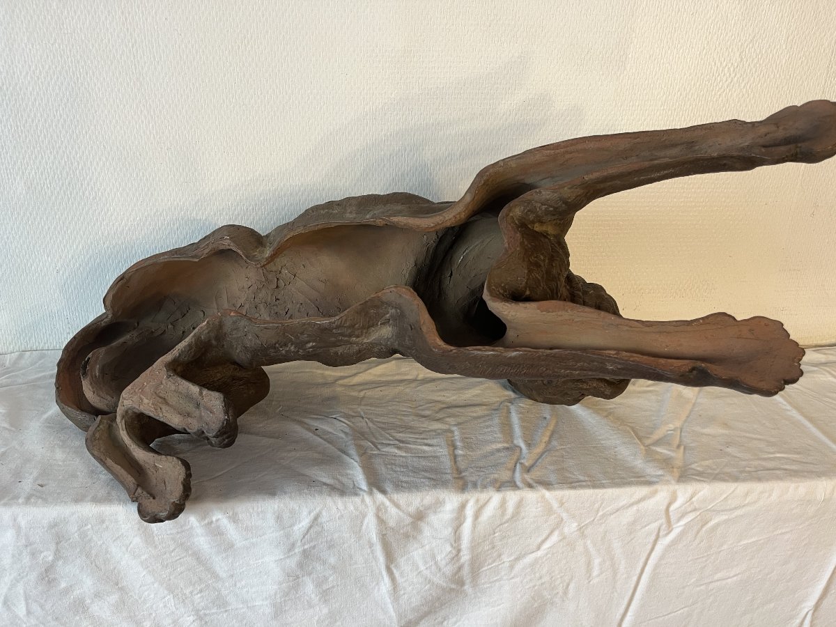 CHIEN ALLONGE-photo-3