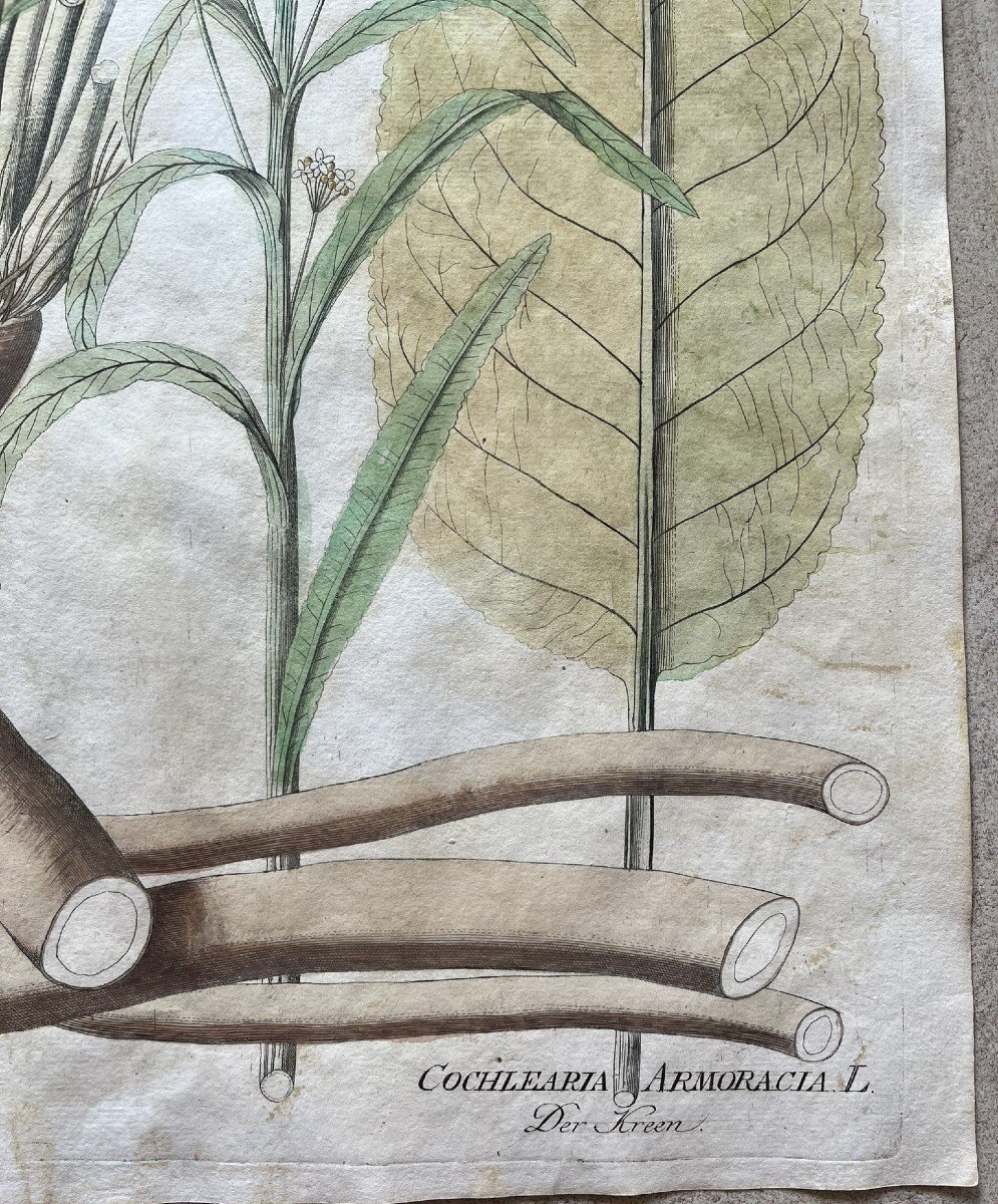 Joseph Jacob Von Plenck - 18th Century Herbarium - Medicinal Plant - Icones Plantarum Medicinalium-photo-3
