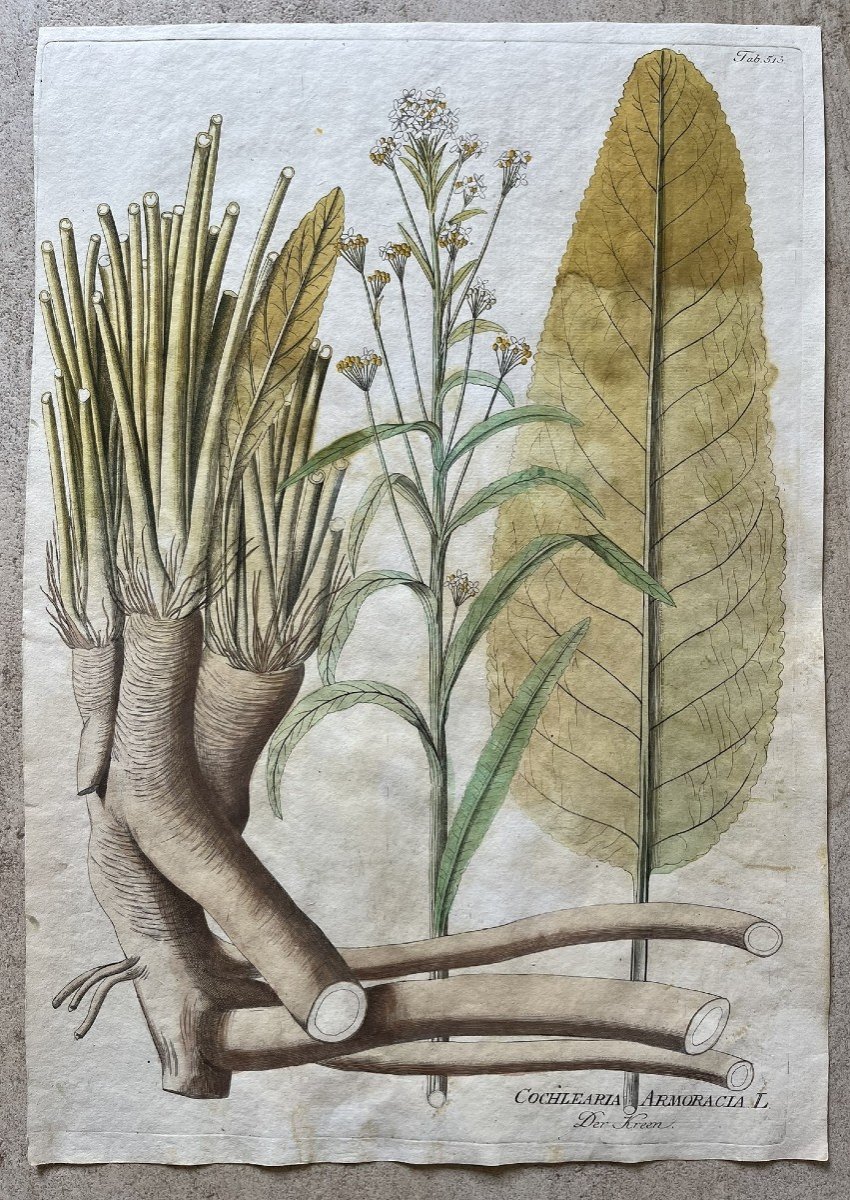 Joseph Jacob Von Plenck - 18th Century Herbarium - Medicinal Plant - Icones Plantarum Medicinalium