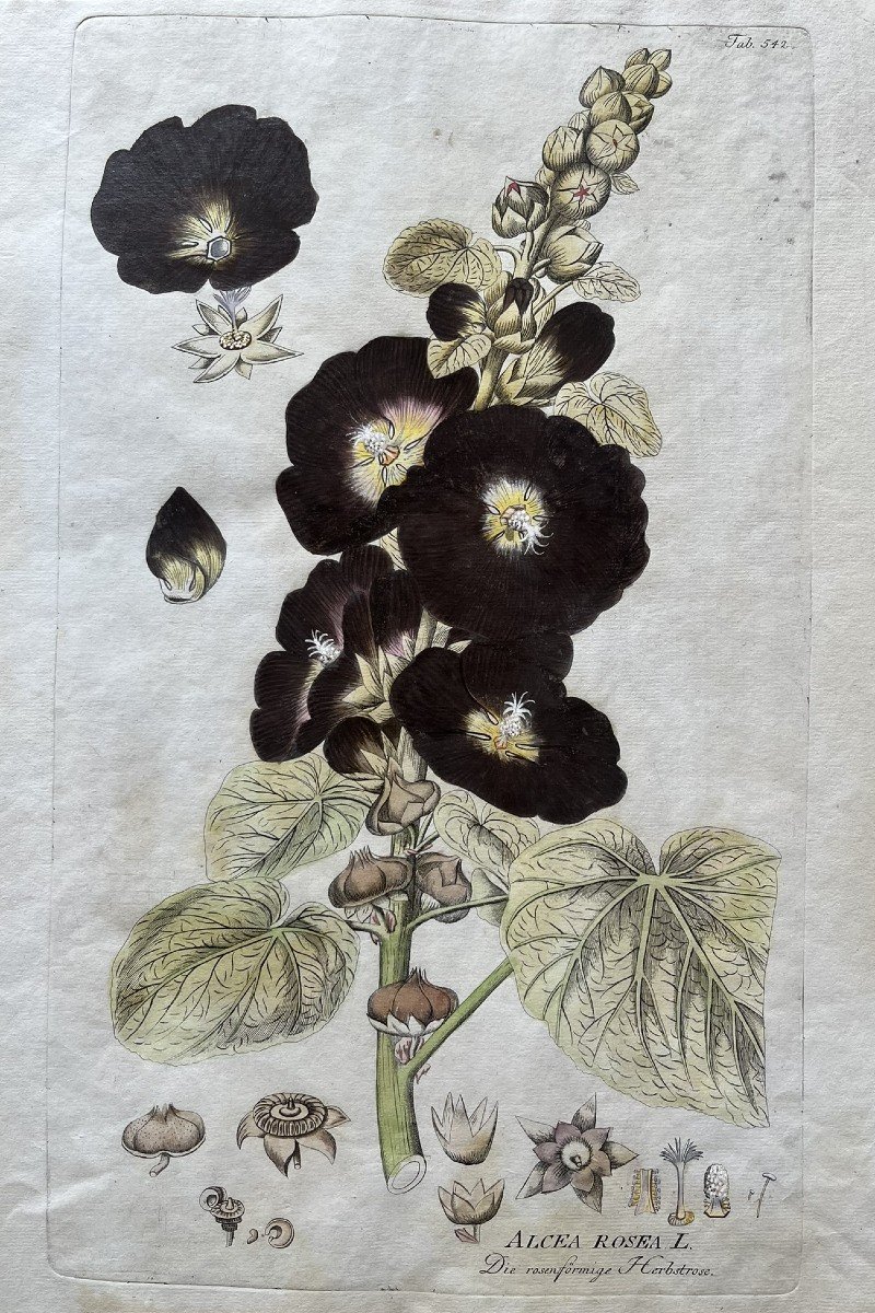 Joseph Jacob Von Plenck - 18th Century Herbarium - Medicinal Plant - Icones Plantarum Medicinalium-photo-2