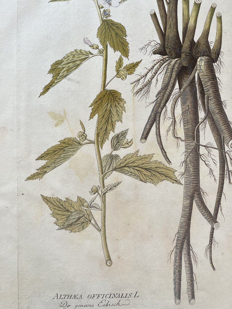 Joseph Jacob Von Plenck - 18th Century Herbarium - Medicinal Plant - Icons Plantarum Medicinalium-photo-2