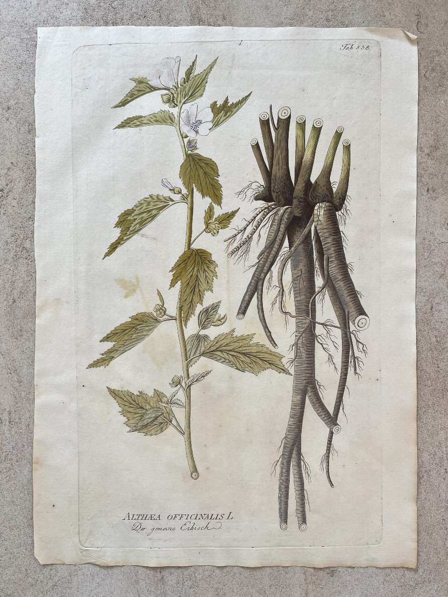 Joseph Jacob Von Plenck - 18th Century Herbarium - Medicinal Plant - Icons Plantarum Medicinalium