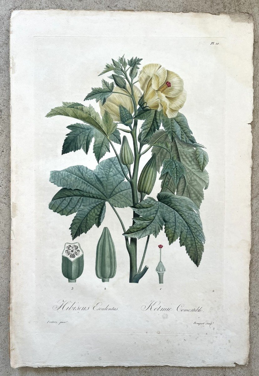 Flore Des Antilles De François Richard De Tussac - Hibiscus - Poiteau - Bouquet