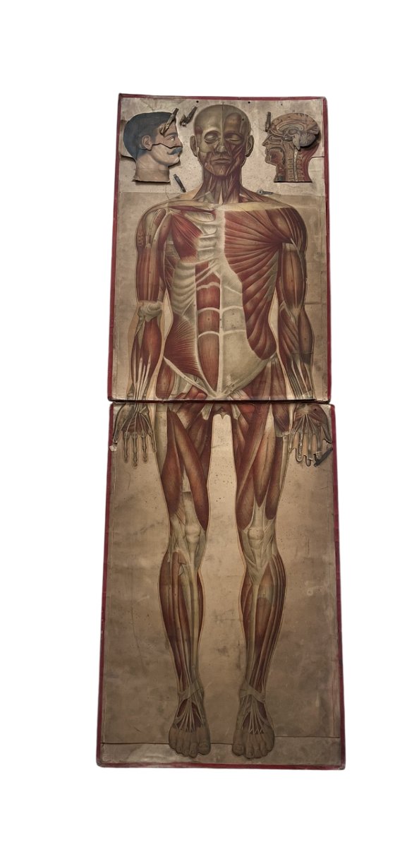 Life-size Flayed Figure - Anatomical Plate Of The Human Body - Circa 1900-photo-2