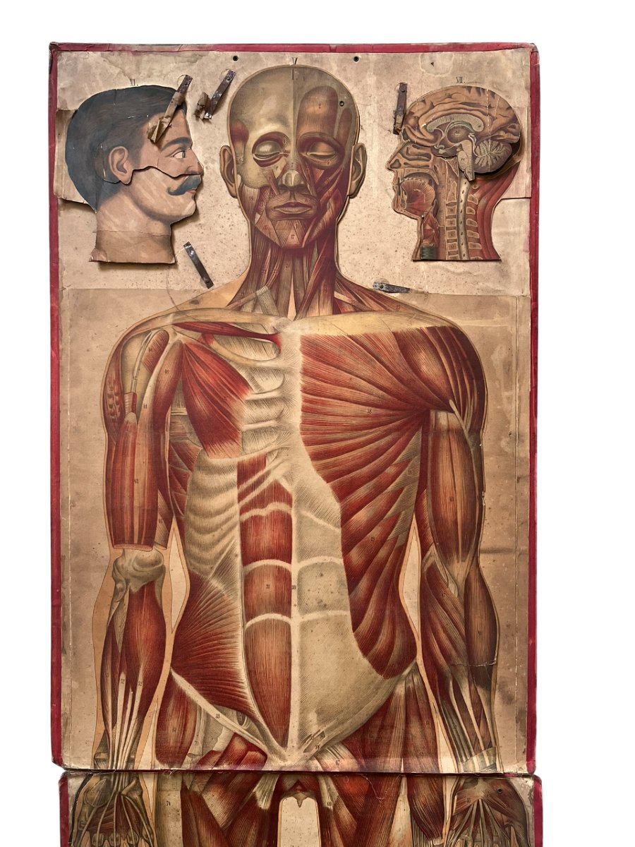 Life-size Flayed Figure - Anatomical Plate Of The Human Body - Circa 1900-photo-3