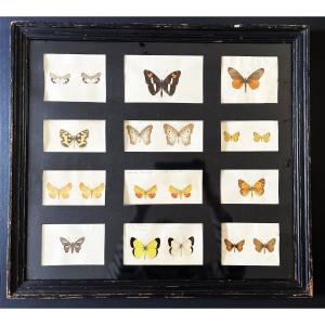 Travail d'Entomologie - Ensemble De Papillons Aquarellés- Début XIXème