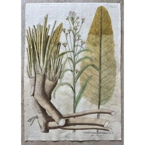 Joseph Jacob Von Plenck - Herbier XVIIIème - Plante Médicinale - Icones Plantarum Medicinalium